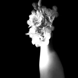Grabbing Flowers in Darkness