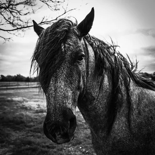 Blue Roan of Cedar Valley
