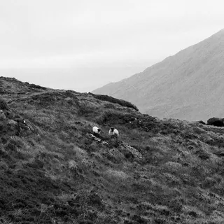 Three Sheep