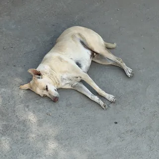 Dead Tired Nap Time