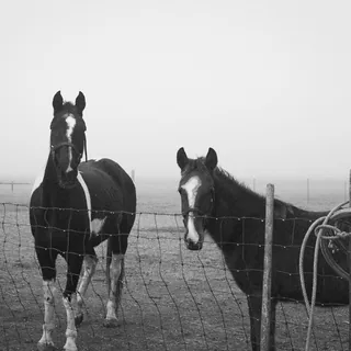 All Them Horses
