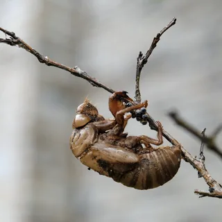 Cicada #1
