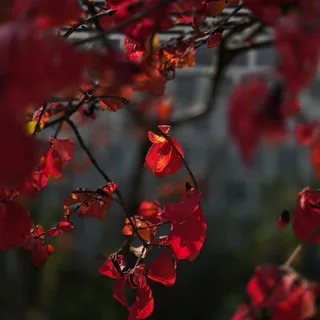 Fall in Seoul
