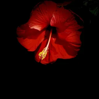Blooming In Darkness