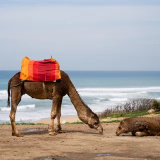 Coastal Camels