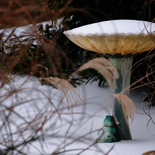 Sad Frog In The Snow