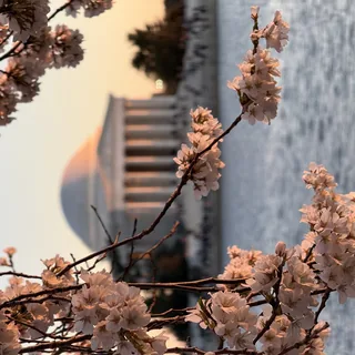 Spring Blossoms