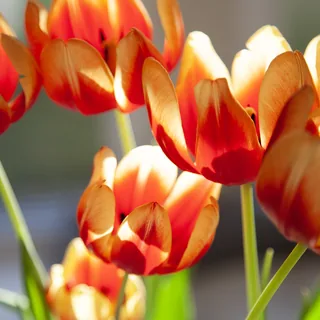 Tulips in the Morning