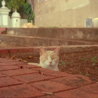Catnap Amongst Bricks