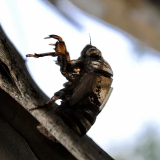 Cicada #3