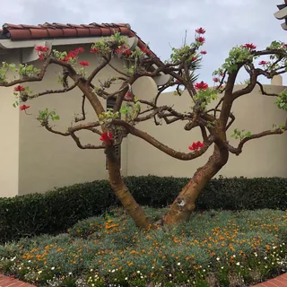 Theodore Geisel's Garden
