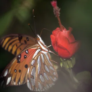 Mothra