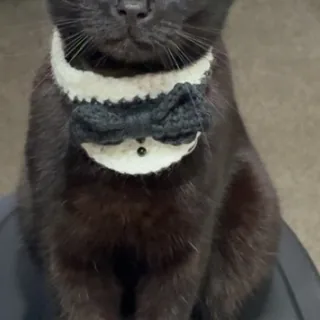 Tuxedo Collar