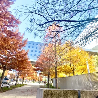Mesmerizing Fall colors 