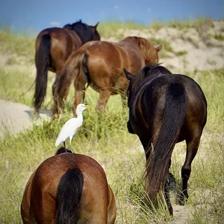 Hitching A Ride