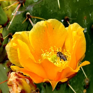 Prickly Pear Gold