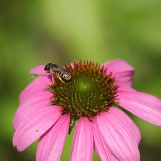 The Worker