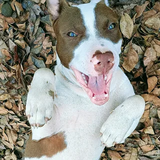 Fall In Love with CoCo