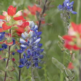 Painted Ladies