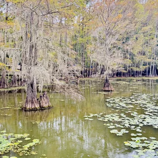 Caddo Lake’s floating Cypress beauty 