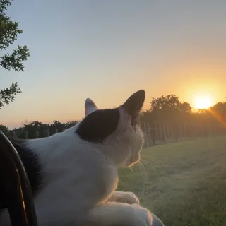 Kitten’ in the Sun