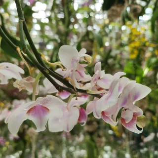Orchid Close Up Japan