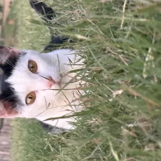 Ready to Pounce