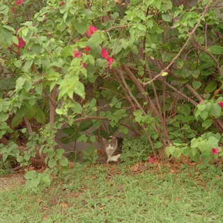 Catnap Amongst Roses