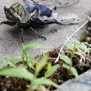 Cicada #2
