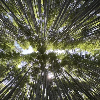 Bamboo Forest