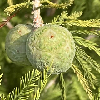 Language of Trees