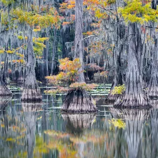 Caddo Lake