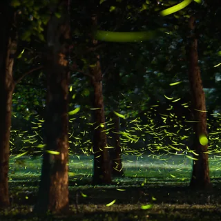 Fireflies at White Rock Lake