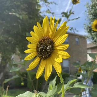 Golden Mutualism
