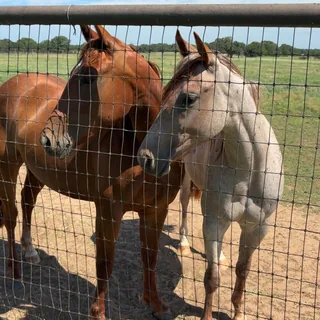 Nosy Neighbors