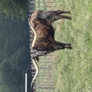 Longhorn in Texas