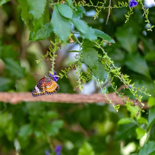The Butterfly's Pause
