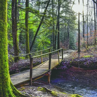 The Bridge