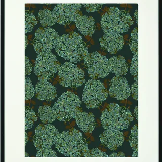 Hydrangea Noir 