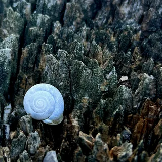 Fibonacci Funeral