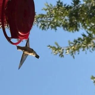 Humming to the beat