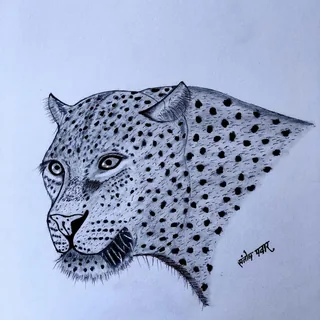 Leopard sketch