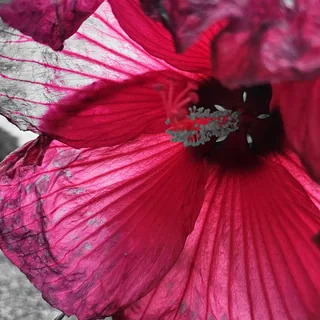 Inner Beauty