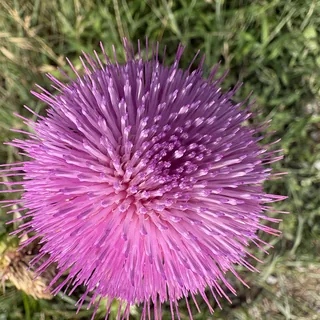 Bloom