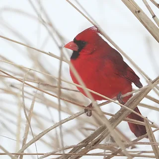 Winter  (1 of 2)