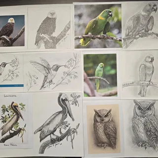 My Challenge - "Birds"