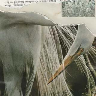 Water, Prey and Game Birds