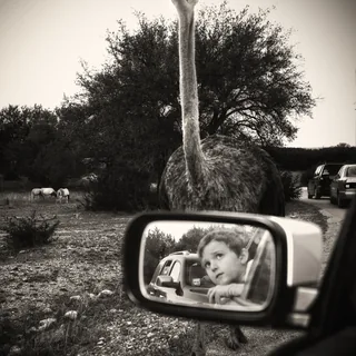 Boy and Ostrich