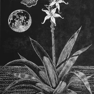 Night Blossoms